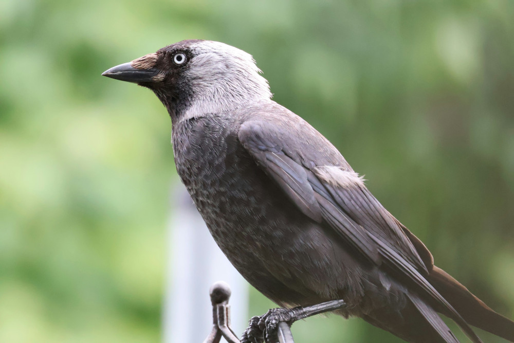 Coloeus Monedula, Jackdaw